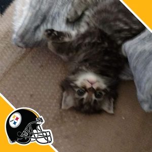 Meet your Posher, Cheryl